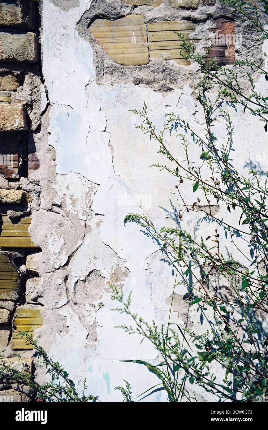 Vertikale Zusammensetzung einer weißen Wand mit durchsichtigen Ziegeln. Eine Pflanze im Vordergrund. Sonniger Tag. Analoge Filmtextur. Stockfoto