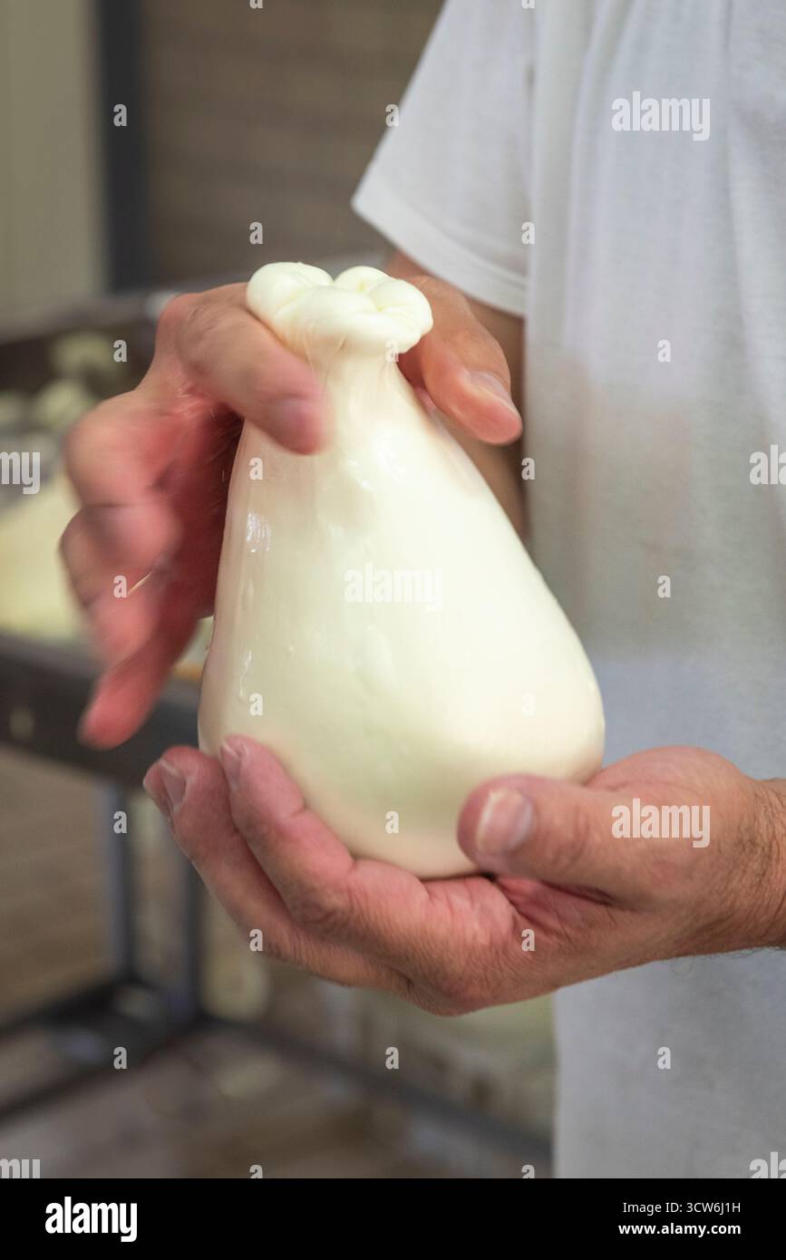 In einer sizilianischen Käserei (Sizilien, Italien) von Hand eine Kugel Provola-Käse Formen Stockfoto