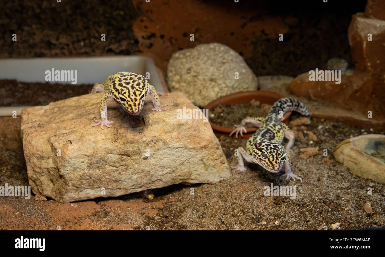 Gelbbraune Leopardengeckos auf einer natürlichen Felsoberfläche. Smiley-Eidechsen. Stockfoto