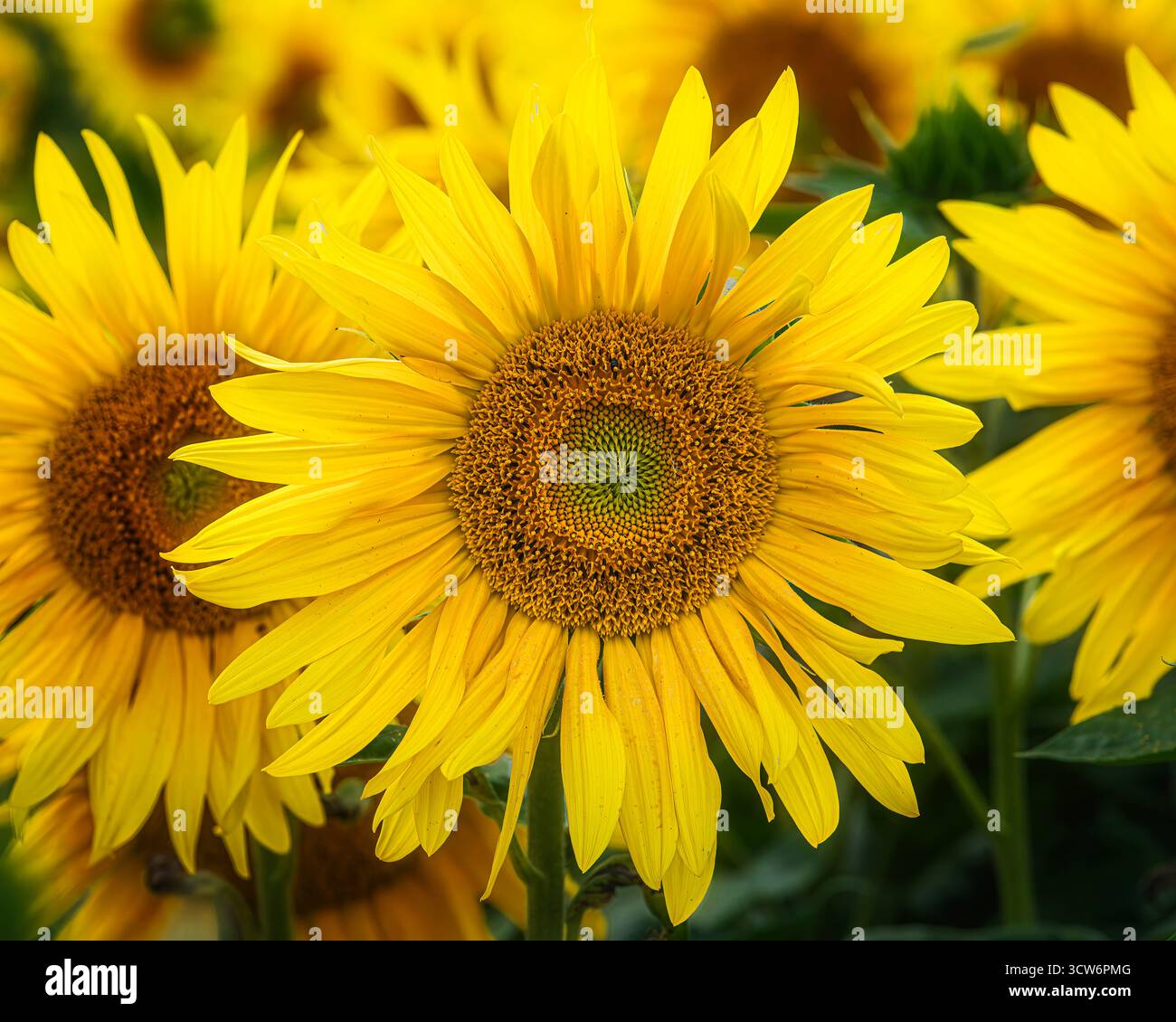 Sonnenblume in Nahaufnahme Stockfoto