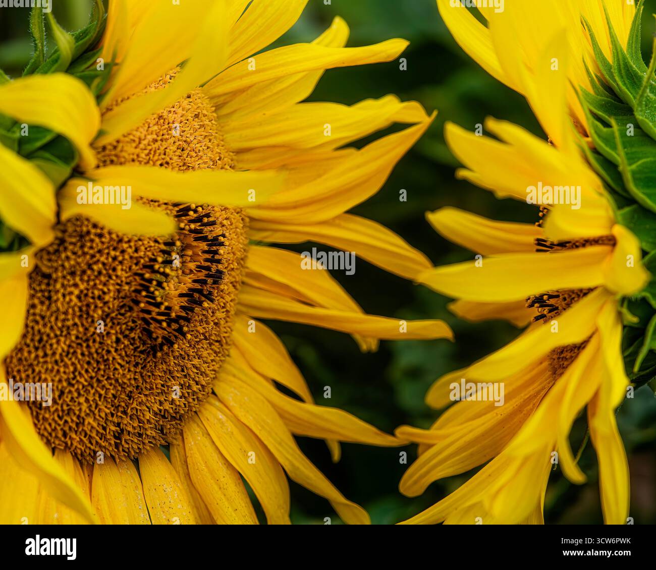 Sonnenblumen Kopf an Kopf Stockfoto