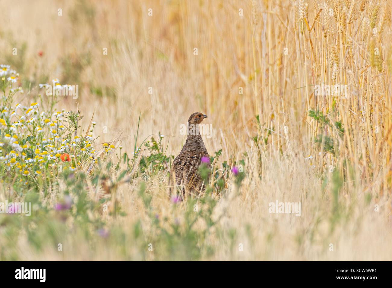Gemeiner Rebhühner (Perdix perdix) weibliche Nahaufnahme im Getreidefeld, Hessen, Deutschland Stockfoto