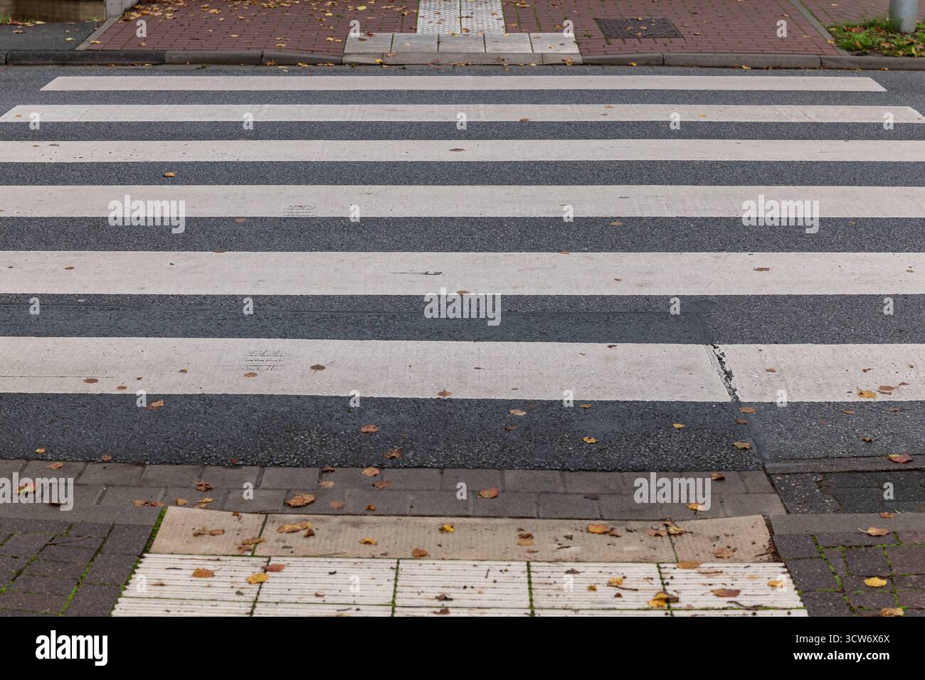 Zebrastreifen im Herbst 09.10.25, Selters: Symbolfoto, Illustrationsbild, Symbolbild, Illustrationsfoto, Alltagsszene ein Zebrastreifen in einer deutschen Stadt, bedeckt mit einzelnen Herbstblättern. Das Foto zeigt den Straßenbelag und die typischen weißen Markierungen des Fußgängerüberweges, aufgenommen aus einer geraden Perspektive. Ein ruhiges, alltägliches Stadtmotiv, das Ordnung und Übergang symbolisiert. Selters Hessen Deutschland *** Crosswalk im Herbst 09 10 25, Selters Symbolfoto, Illustrationsbild, Symbolbild, Illustrationsfoto, Alltagsszene Ein Querweg in einer deutschen Stadt, Tarnung Stockfoto