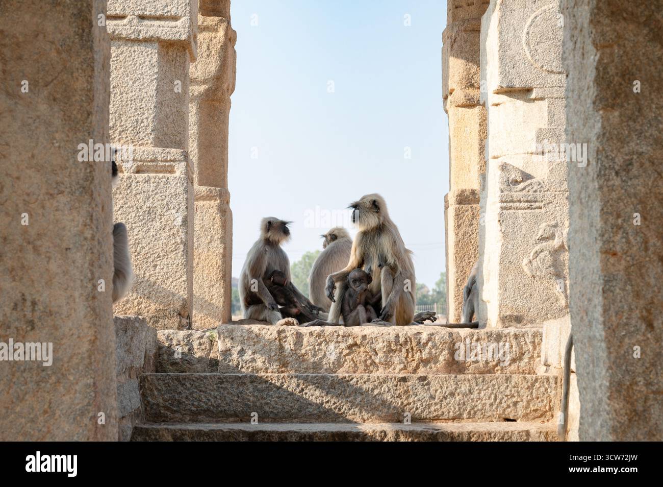 Die graue Affen-Familie der nördlichen Ebenen, der Semnopithecus entellus-Affe in einem Tempel, die Tierwelt von Hampi Indien, der Dschungel und das Regenwaldtier in der Stadt Stockfoto