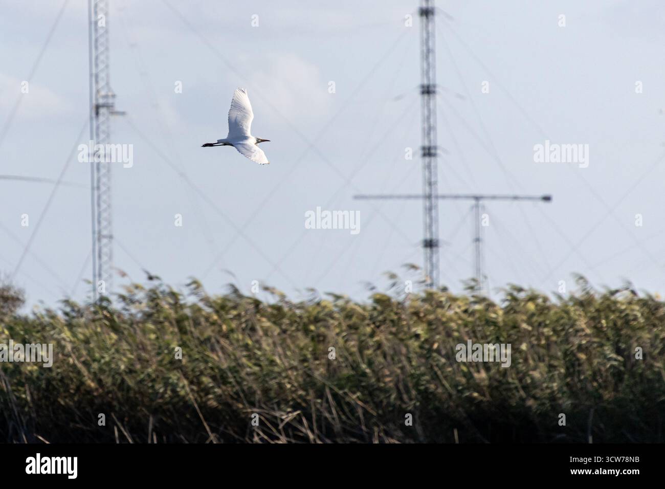 Ein westlicher Rinderreiher, der am Marsch von Akrotiri fliegt Stockfoto
