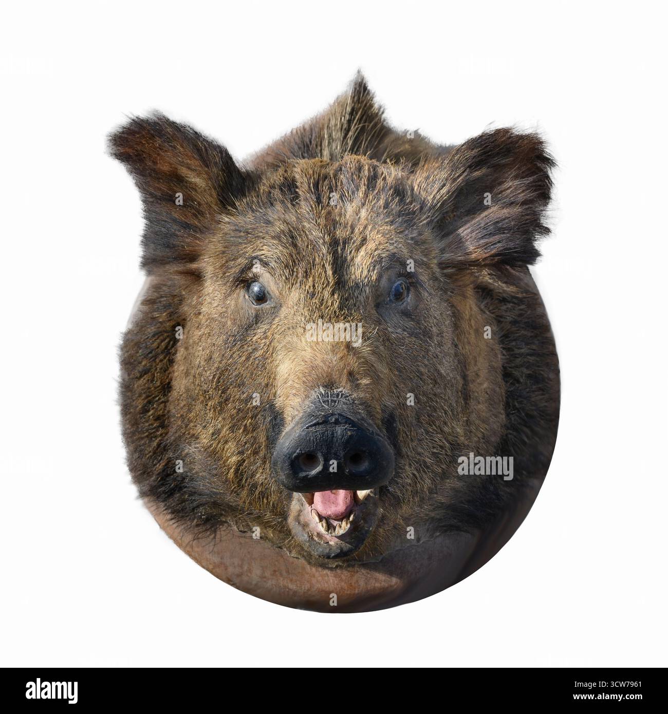 Gefülltes Wildschwein. Maul eines Wildschweins aus der Nähe. Isoliert auf weißem Hintergrund Stockfoto