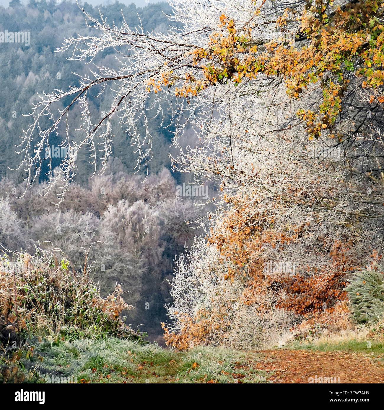 Cannock Chase National Landscape helle Wälder im Spätherbst, Frühwinterland mit Frost und schneebedeckten Blättern und Zweigen farbenfroher Herbstszene Stockfoto