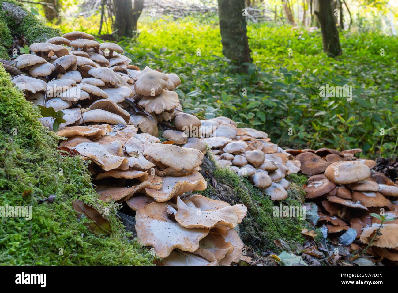 Honigpilz (Armillaria sp), der im Herbst um die Basis eines toten Baumes wächst, der mit der Aschedieback-Krankheit leidet, England, Vereinigtes Königreich Stockfoto