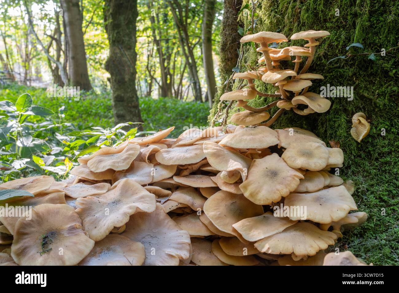 Honigpilz (Armillaria sp), der im Herbst um die Basis eines toten Baumes wächst, der mit der Aschedieback-Krankheit leidet, England, Vereinigtes Königreich Stockfoto