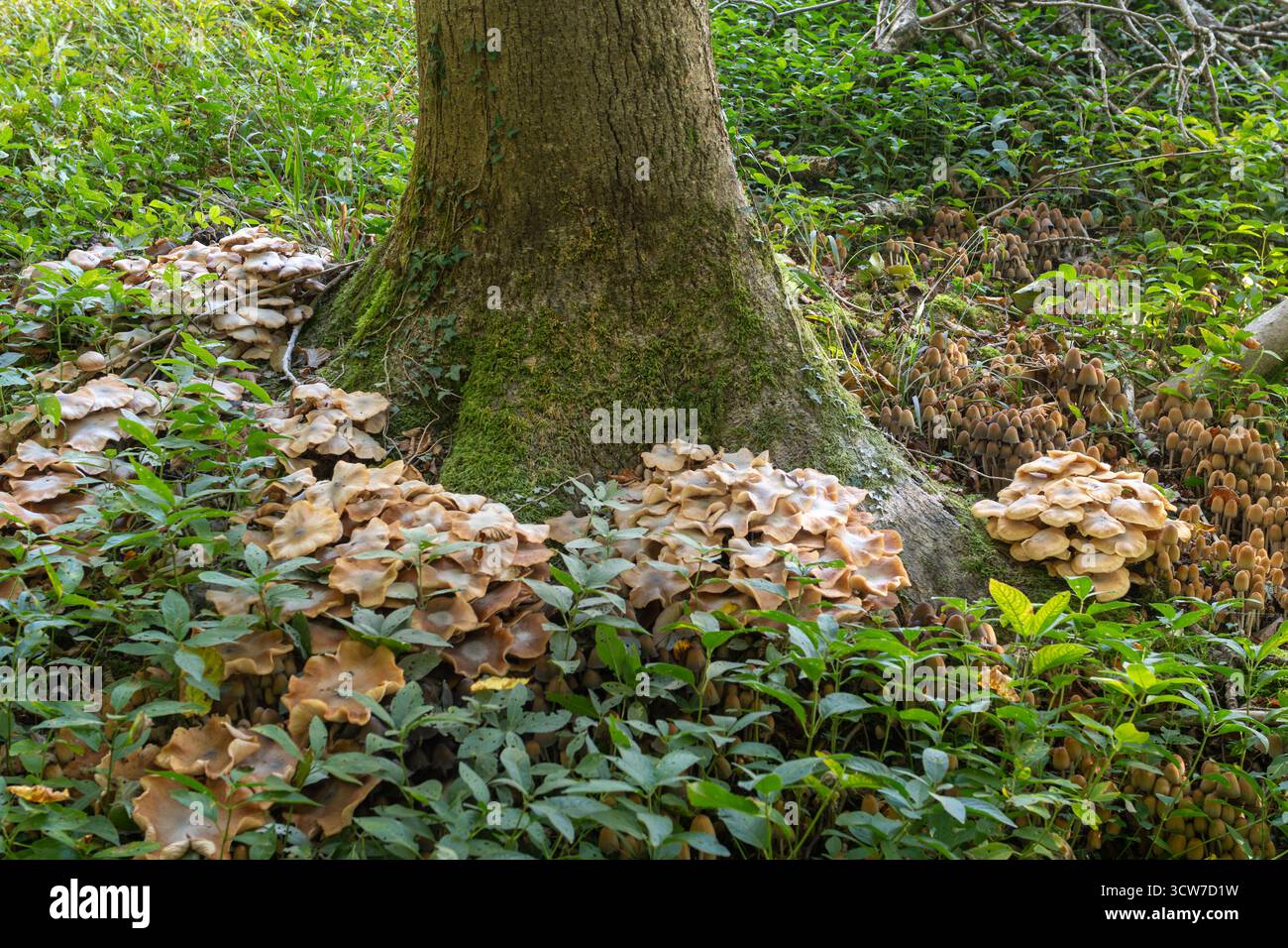 Honigpilz (Armillaria sp) und Tintenkappenpilze, die im Herbst um die Basis eines toten Baumes wachsen, der mit der Aschedieback-Krankheit leidet, England, Vereinigtes Königreich Stockfoto