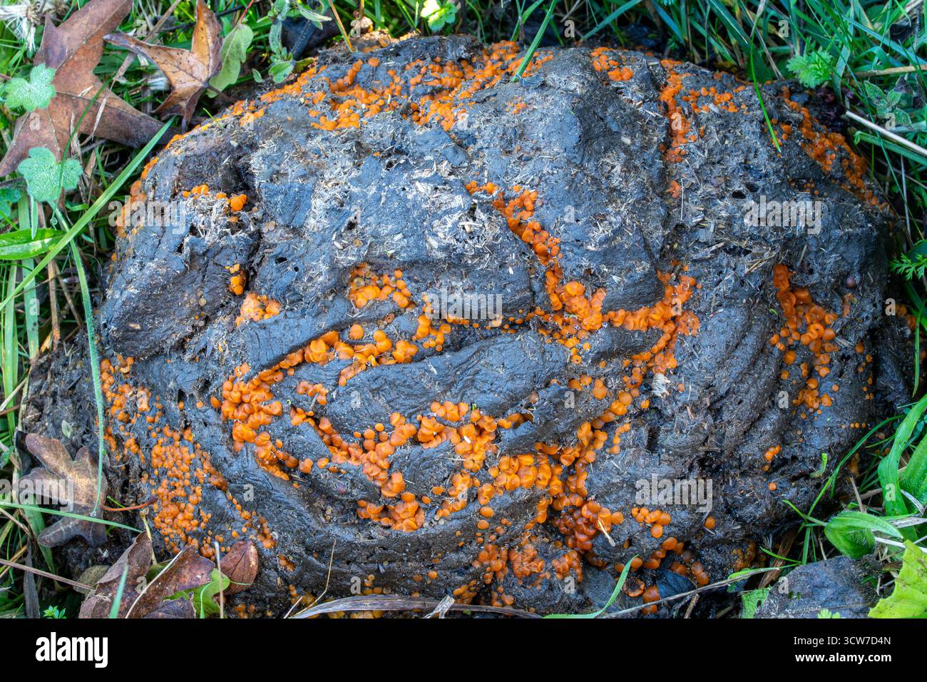 Cowpat Edelpilze (Cheilymenia granulata), kleine orangenscheibenförmige Pilze, die im Herbst auf Kuhdung wachsen, England, Vereinigtes Königreich Stockfoto