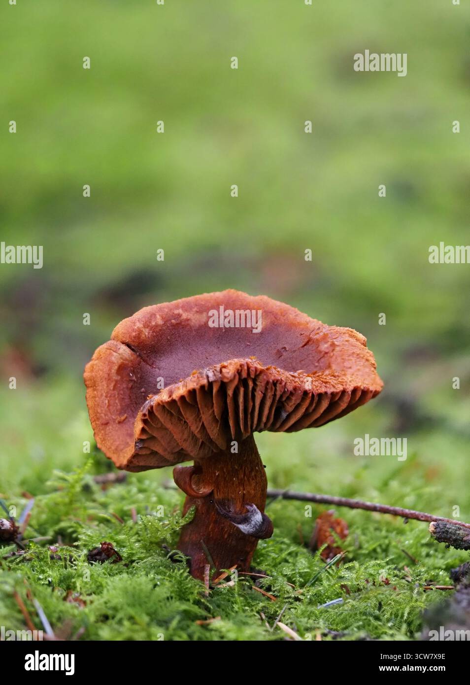 Tödliche Webcap-Pilze, Cortinarius rubellus, wachsen in Moos. East Harptree Woods, Somerset, Großbritannien. Stockfoto