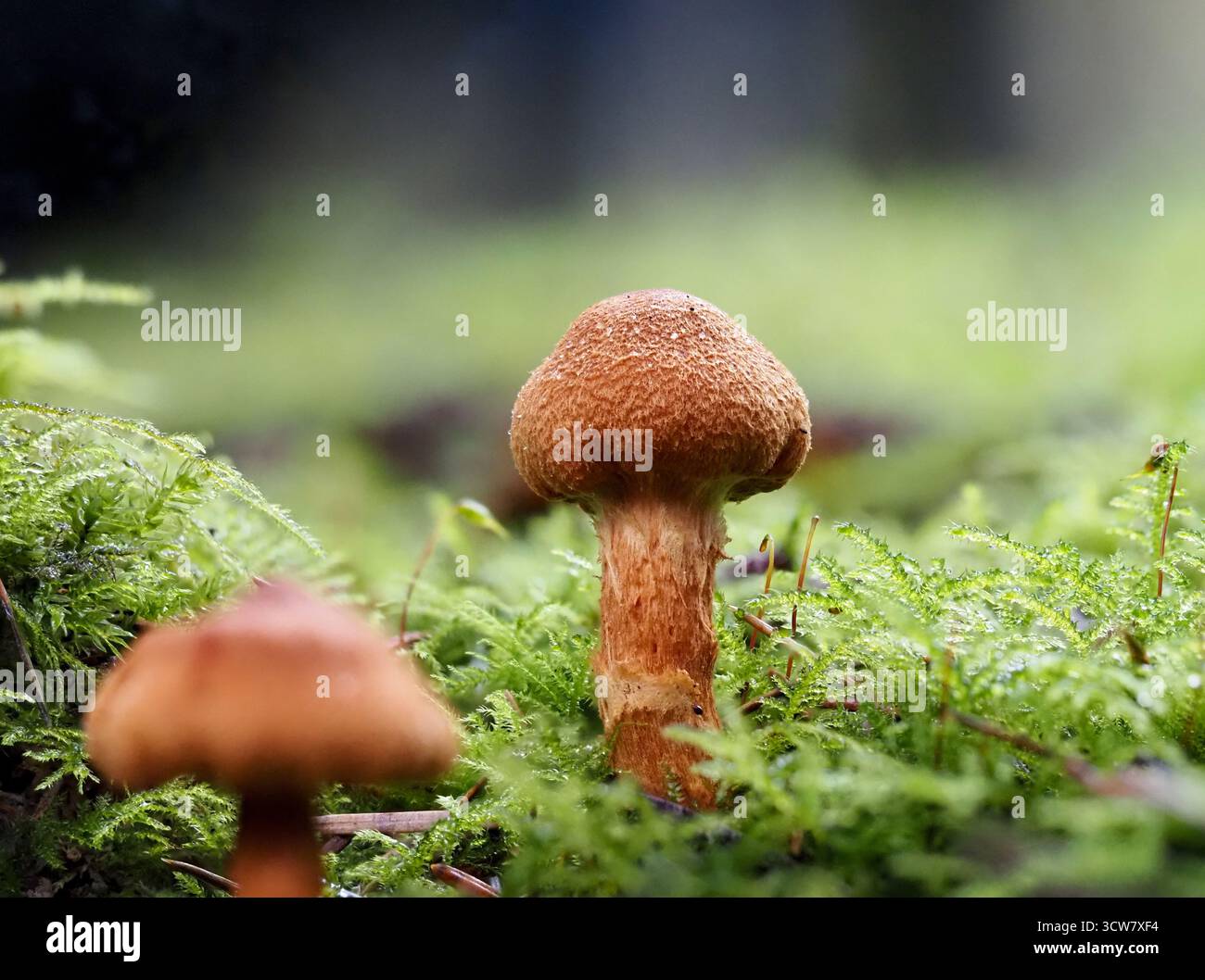 Tödliche Webcap-Pilze, Cortinarius rubellus, wachsen in Moos. East Harptree Woods, Somerset, Großbritannien. Stockfoto