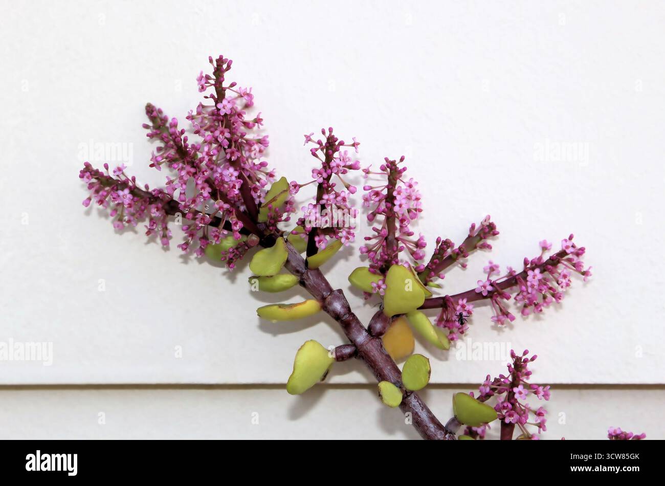 Isolierter Zweig der Jadepflanze (Crassula ovata) in der Blüte, Südaustralien Stockfoto