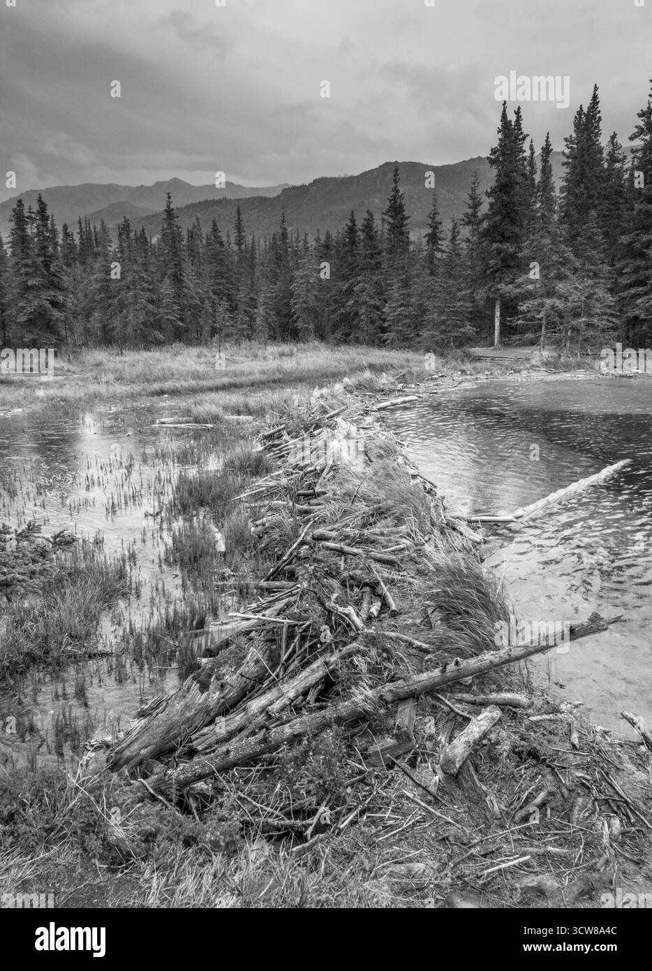Beaver Damm am Horseshoe Lake Trail, Denali National Park, Alaska, USA Stockfoto