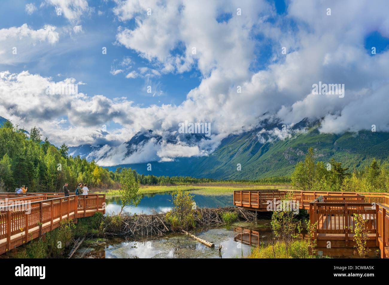 Beaver Damm im Eagle River Nature Center, Eagle River, Alaska, USA Stockfoto