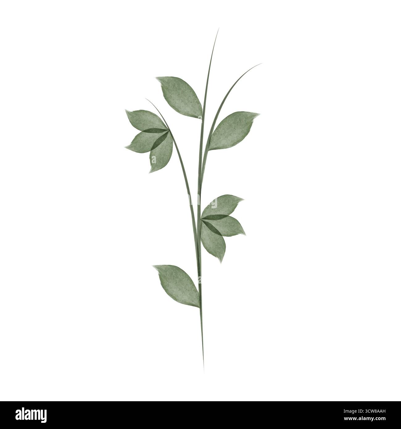Ein zarter Blumenstiel zeigt drei Sätze grüner Blätter, die mit Aquarell bemalt sind. Der Stiel und die Blätter sind auf einem sauberen, weißen Hintergrund. Stock Vektor
