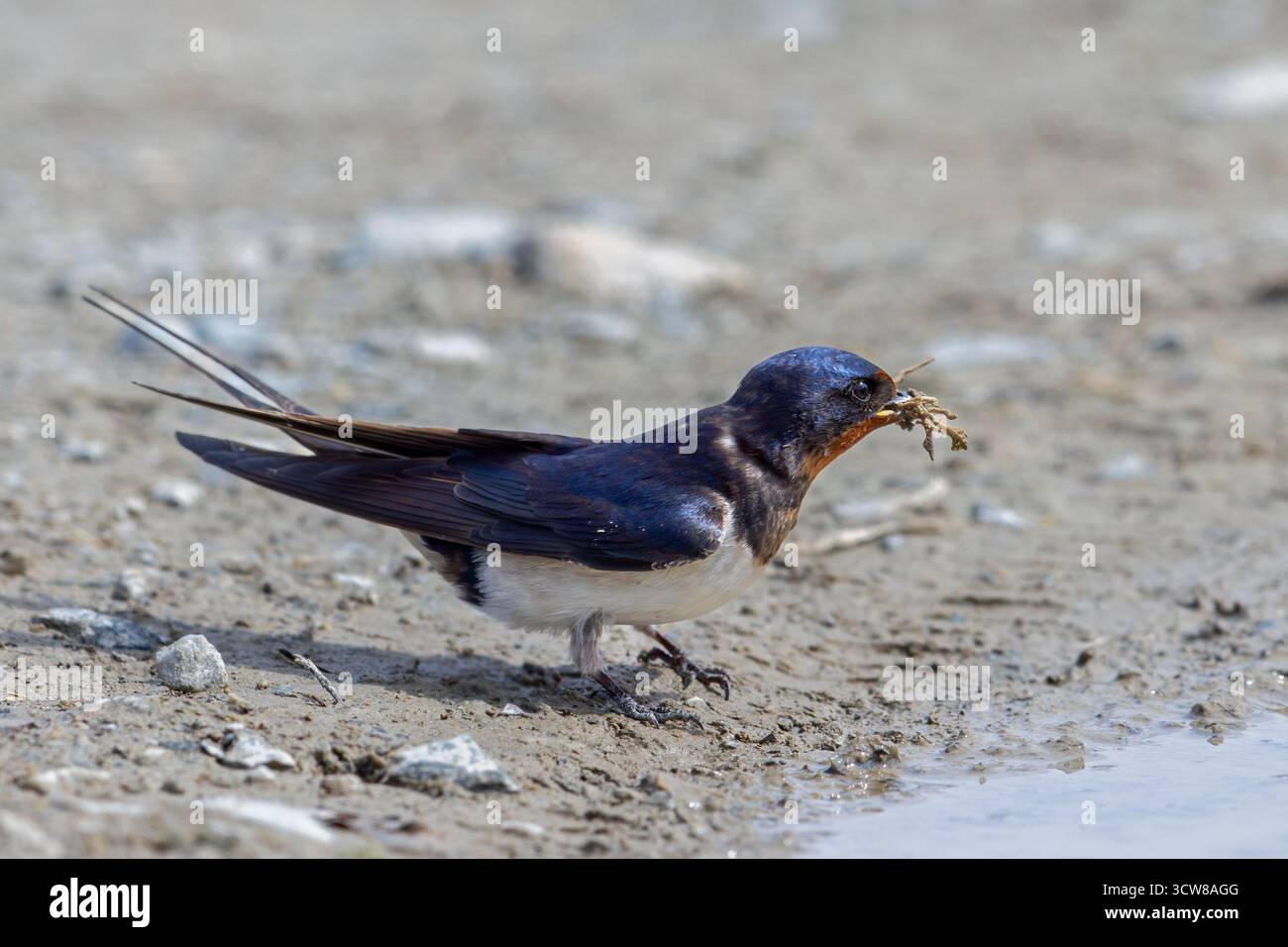 Scheunenschwalbe (Hirundo rustica / Hirundo erythrogaster) sammelt Schlamm im Schnabel aus der Pfütze, um im Frühjahr Nest zu bauen Stockfoto