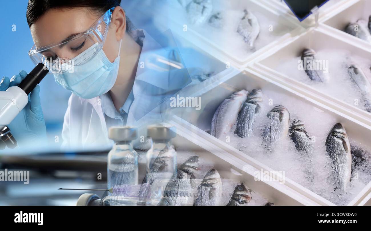 Analyse der Lebensmittelqualität. Laborarbeiter mit Mikroskop, doppelte Exposition mit gezeigten Fischen Stockfoto