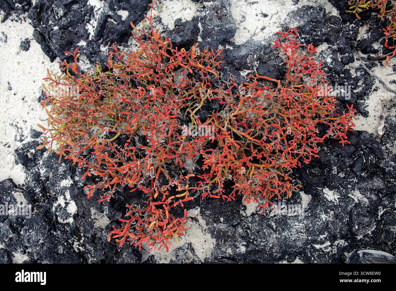 Galapagos Teppichkraut (Sesuvium edmonstonei) in Sombrero Chino, Galapagos. Stockfoto