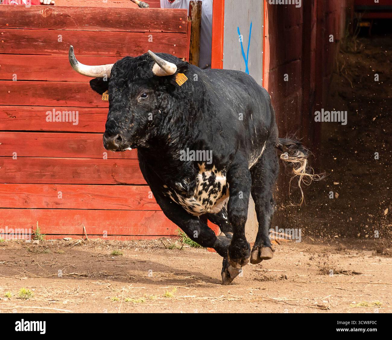 Ein kräftiger schwarz-weißer Stier stürmt aus seinem Wartebereich und wirft bei einem lebhaften Landfest Staub auf. Stockfoto
