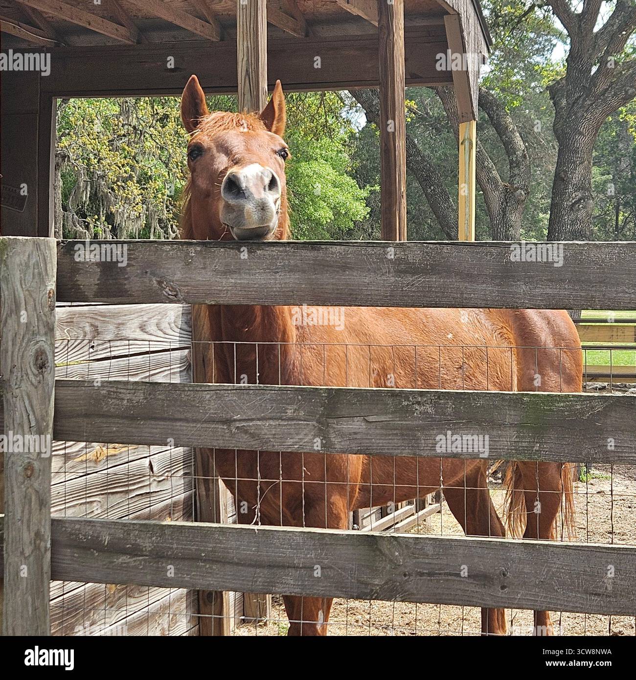 Neugieriges braunes Pferd, das durch einen Zaun in Bellville, Texas, schaut Stockfoto