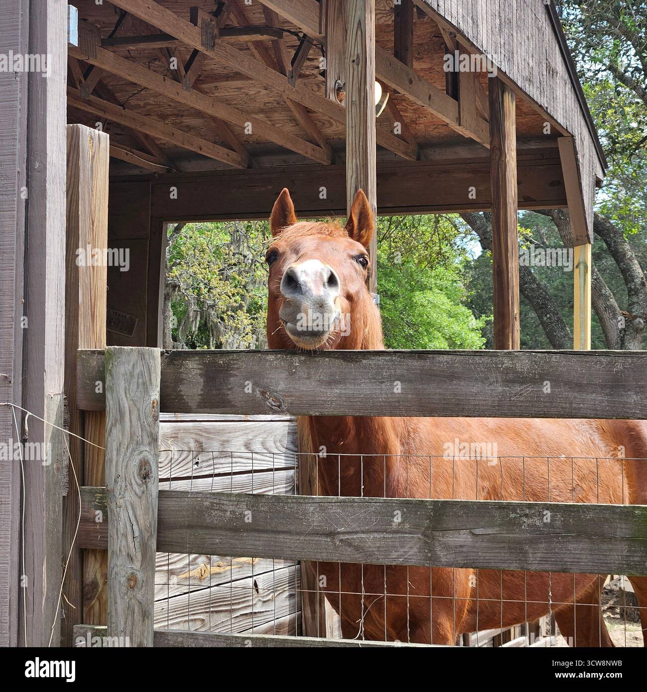 Neugieriges braunes Pferd, das durch einen Zaun in Bellville, Texas, schaut Stockfoto