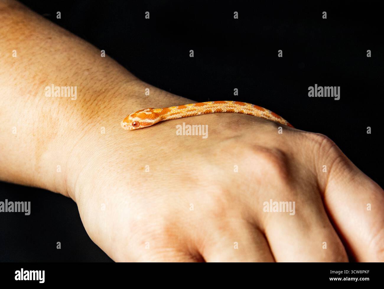 Winzige Albino-Maisschlange, die in der Hand auf schwarzem Hintergrund gehalten wird Stockfoto