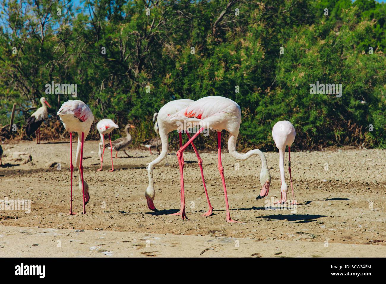 Eine Schar rosafarbener Flamingos, die am Ufer eines Sees in einem Naturschutzgebiet fressen. Vögel im natürlichen Lebensraum an einem sonnigen Tag. Vogelbeobachtung und Naturschutz Stockfoto