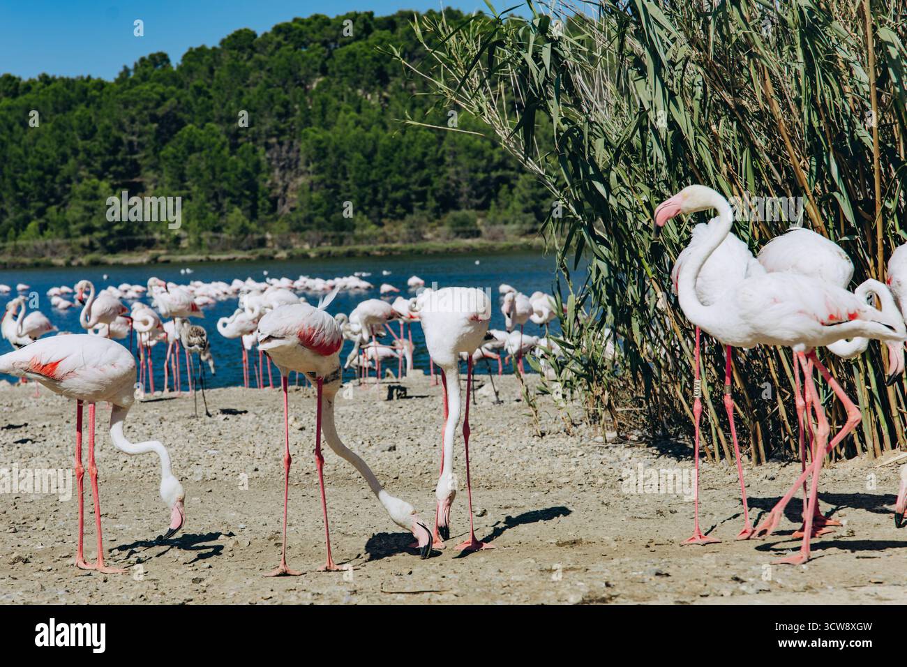 Eine Schar rosafarbener Flamingos, die am Ufer eines Sees in einem Naturschutzgebiet fressen. Vögel im natürlichen Lebensraum an einem sonnigen Tag. Vogelbeobachtung und Naturschutz Stockfoto