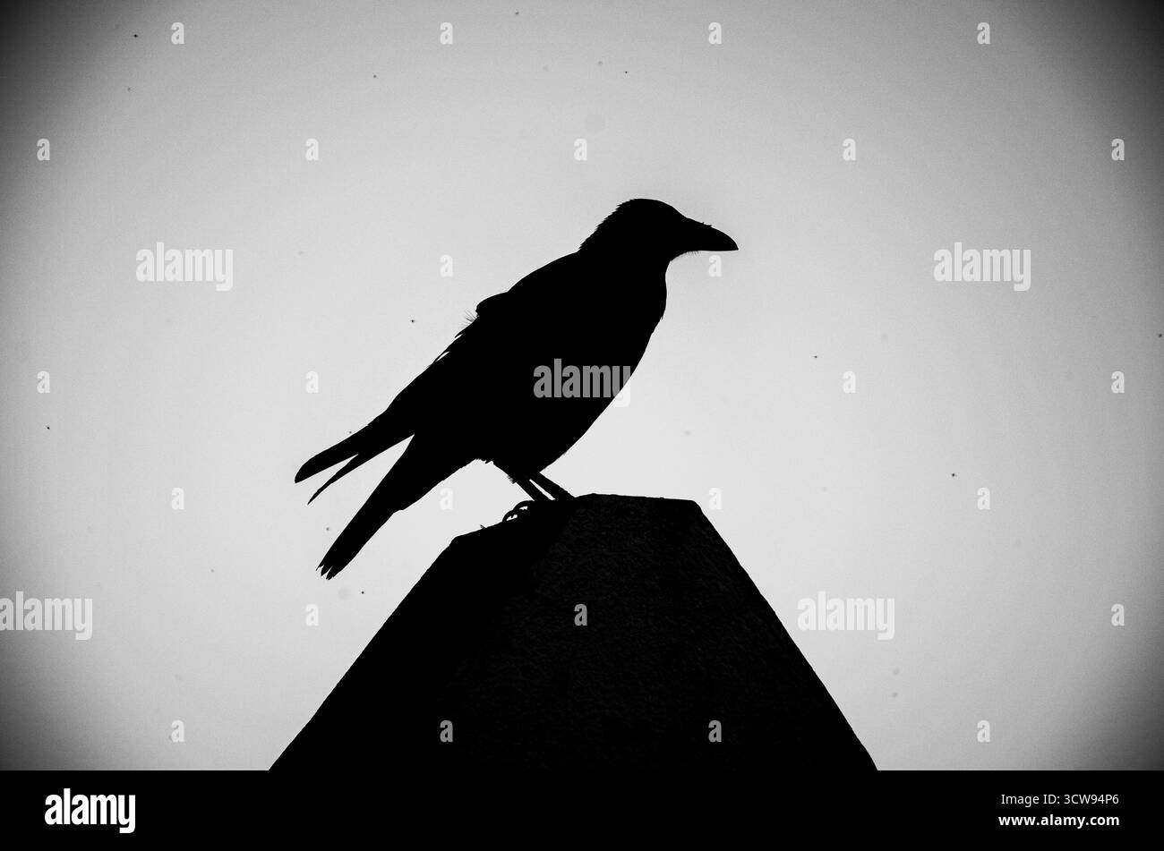 Schwarz-weiße Krähen-Silhouette auf einem Pfosten vor einem hellen Himmel Stockfoto