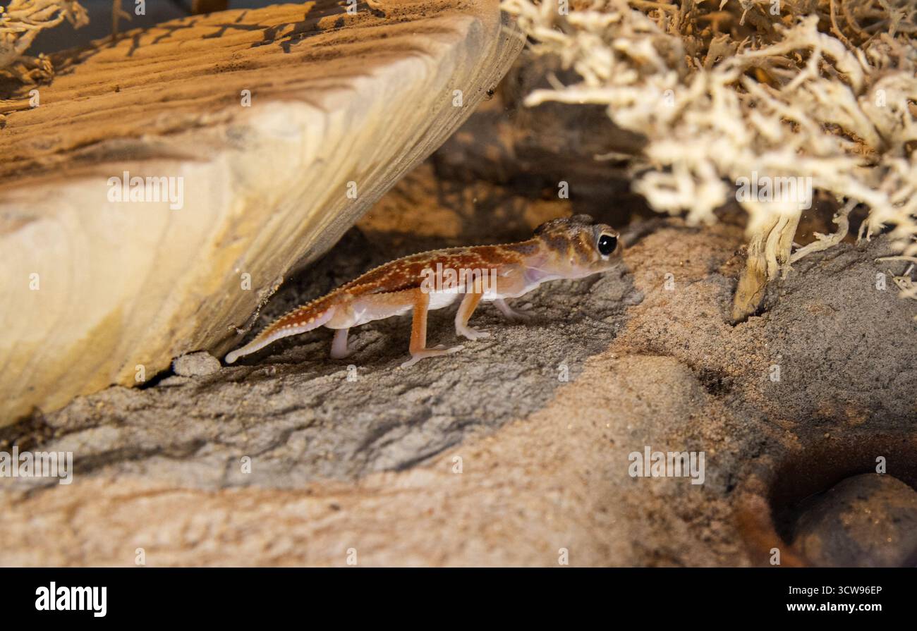 Ein exotisches Haustier, ein charmanter Wüstengecko. Makroaufnahme einer kleinen Eidechse. Stockfoto