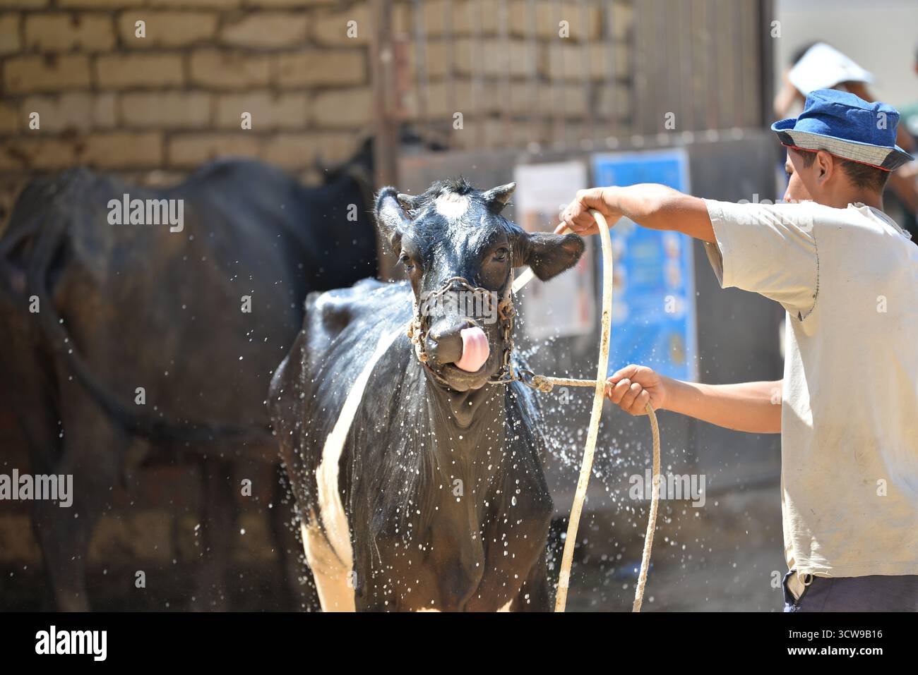 Ismailia, Ägypten – Ein Mitglied der ägyptischen Veterinärbehörde führt eine medizinische Untersuchung von Vieh, einschließlich Kühen und Büffeln, auf einem Bauernhof durch. Stockfoto