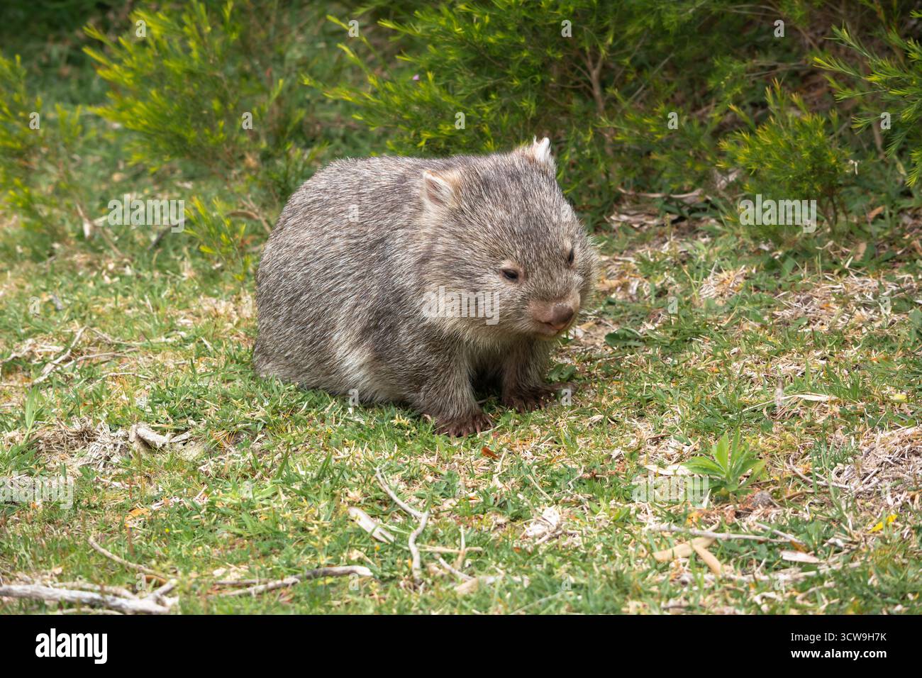 Australischer Wombat, der bei Tageslicht auftaucht, eine seltene Sichtung dieses nächtlichen Beuteltieres, das in der natürlichen Umgebung und in sanftem Umgebungslicht erfasst wurde Stockfoto