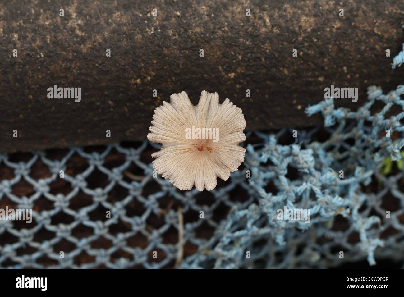 Pilzförmiger Wildpilz, der draußen auf einem blauen Netz wächst Stockfoto