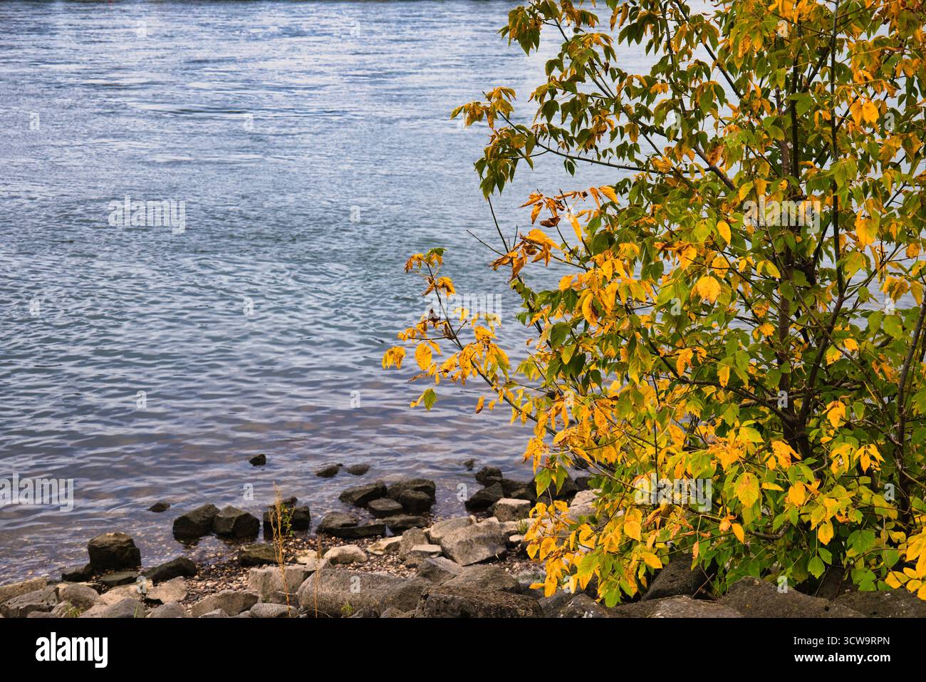 Lebendige Herbstbaumzweige über Calm Lake Shore mit gelb grünen Blättern und Rocky Beach in ruhiger natürlicher Landschaft für saisonale Natur und Tranqui Stockfoto Lebendige Herbstbaumzweige über Calm Lake Shore mit gelb grünen Blättern und Rocky Beach in ruhiger natürlicher Landschaft für saisonale Natur und Tranqui Stockfoto