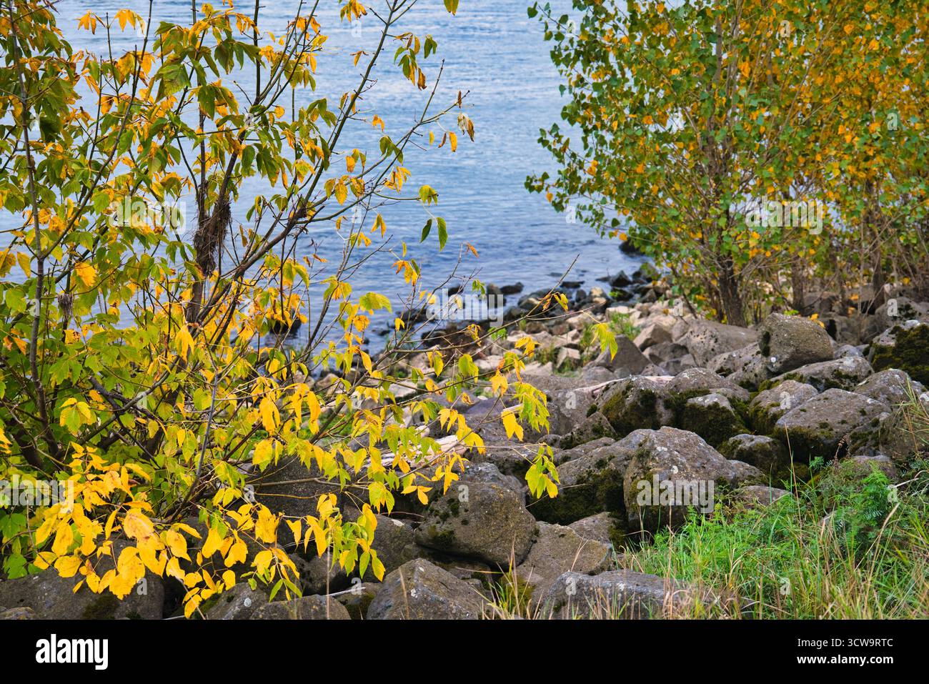 Lebendige Herbstbaumzweige über Calm Lake Shore mit gelb grünen Blättern und Rocky Beach in ruhiger natürlicher Landschaft für saisonale Natur und Tranqui Stockfoto Lebendige Herbstbaumzweige über Calm Lake Shore mit gelb grünen Blättern und Rocky Beach in ruhiger natürlicher Landschaft für saisonale Natur und Tranqui Stockfoto