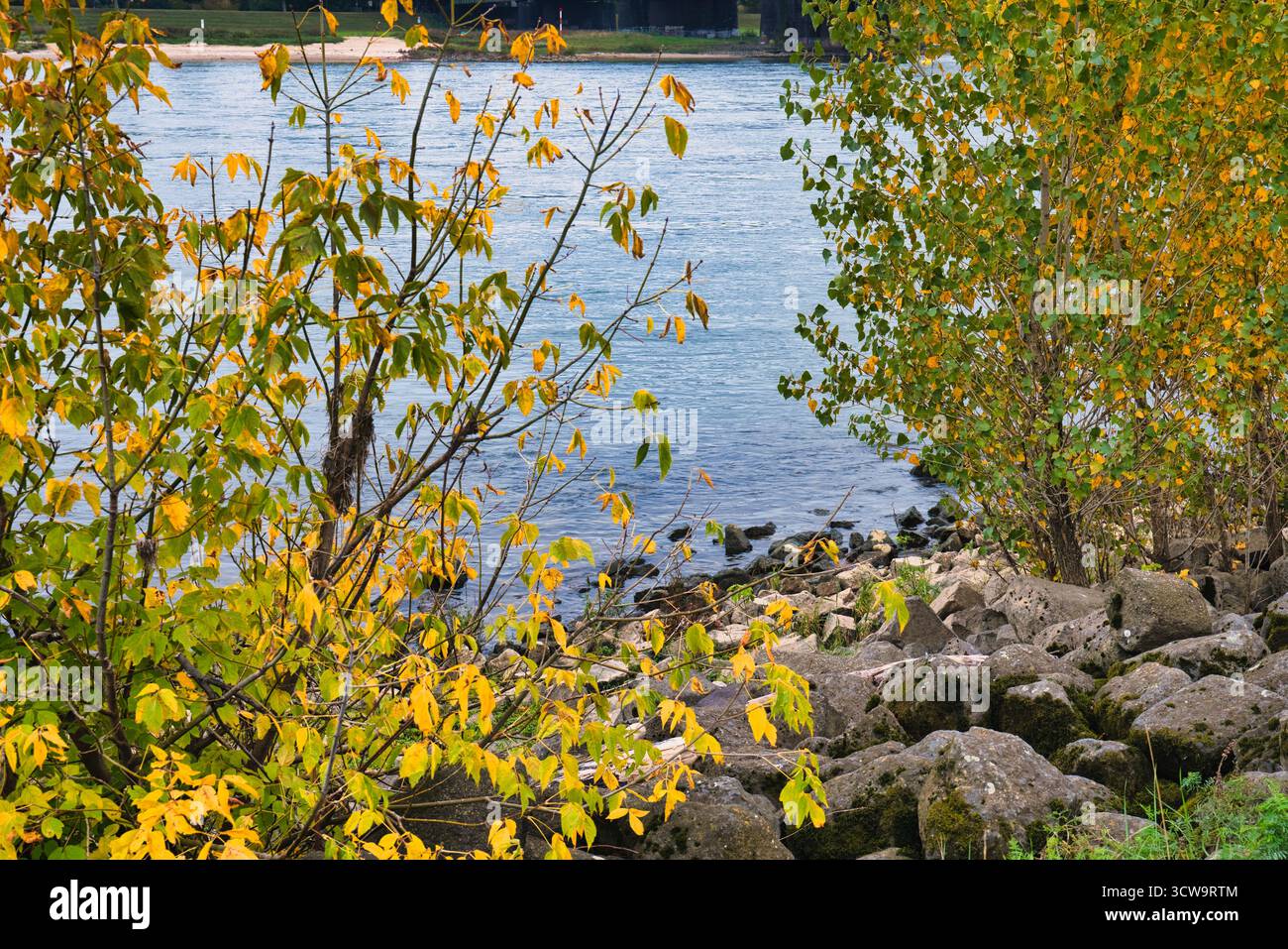 Lebendige Herbstbaumzweige über Calm Lake Shore mit gelb grünen Blättern und Rocky Beach in ruhiger natürlicher Landschaft für saisonale Natur und Tranqui Stockfoto Lebendige Herbstbaumzweige über Calm Lake Shore mit gelb grünen Blättern und Rocky Beach in ruhiger natürlicher Landschaft für saisonale Natur und Tranqui Stockfoto