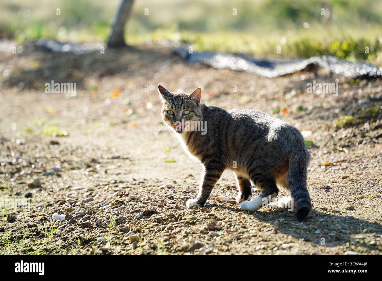Alert Tabby Cat in sonniger Outdoor-Umgebung Stockfoto