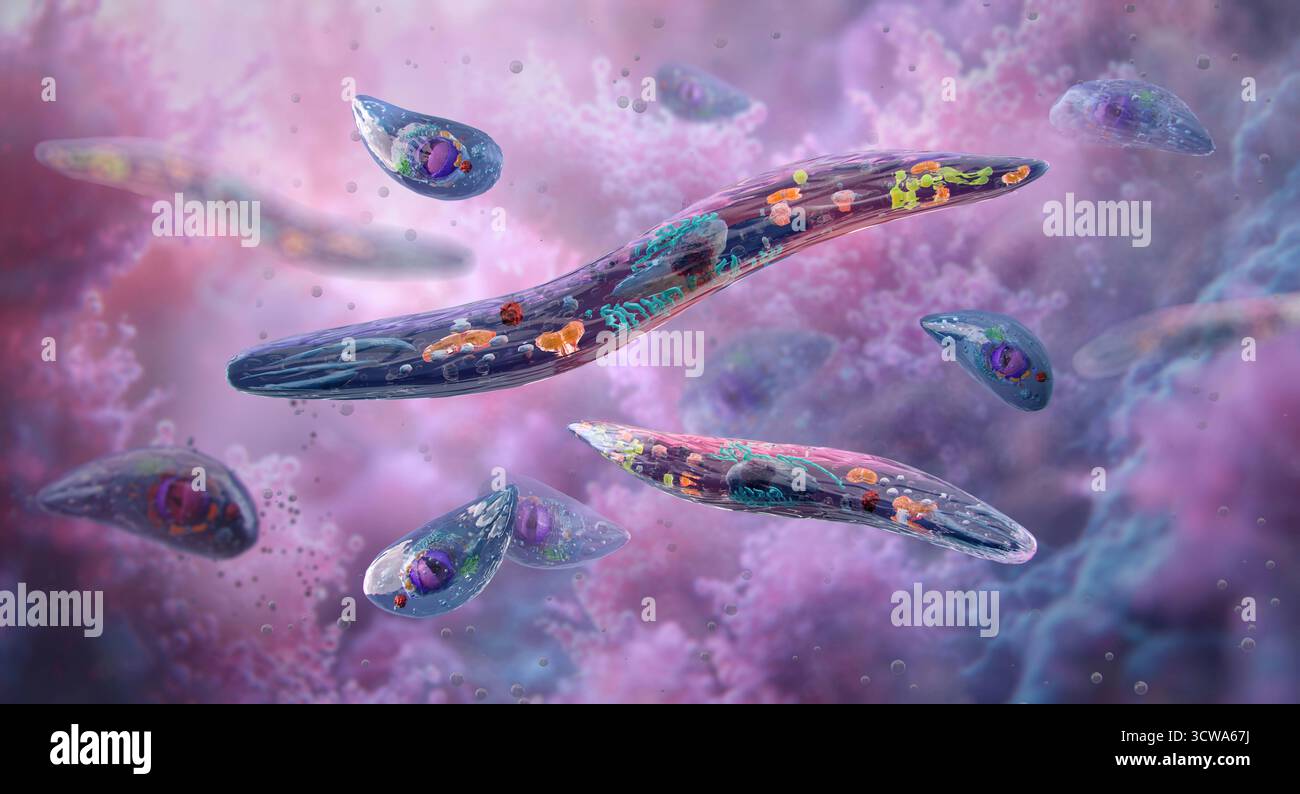 Illustration eines Plasmodium-Parasiten, des einzellulären Organismus, der für die Infektion der roten Blutkörperchen bei Malaria verantwortlich ist. Dieser Protozoen wird von Mücken übertragen und hat einen komplexen Lebenszyklus, an dem sowohl Insekten als auch Wirbeltiere beteiligt sind. Stockfoto