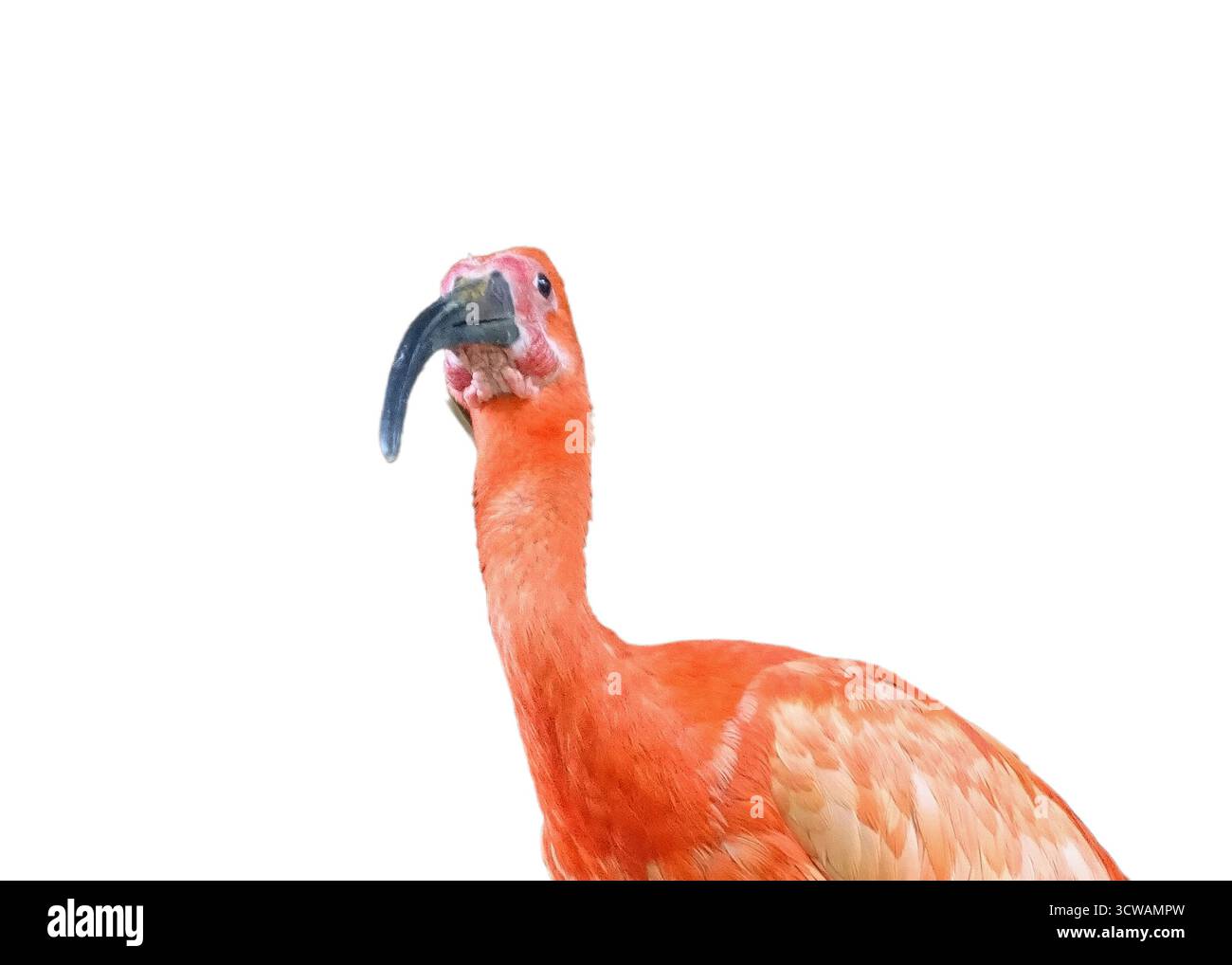 Scharlach Ibis (Eudocimus ruber) isoliert auf weiß Stockfoto