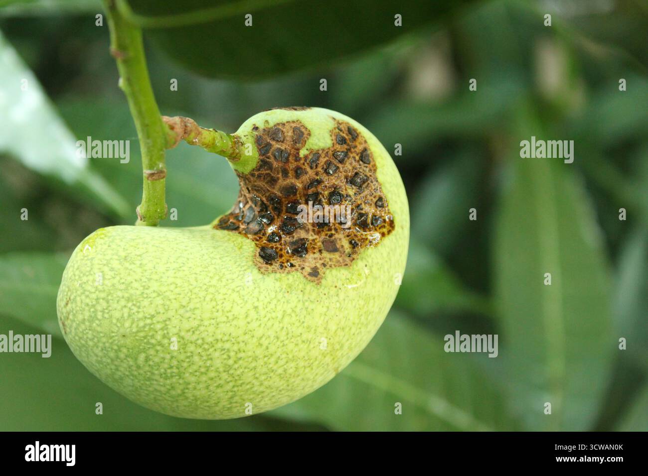 Einzelne Mangobrüchte mit Krankheit in horizontaler Orientierung Stockfoto