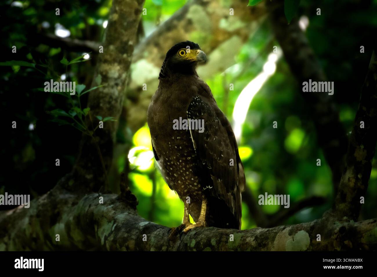 Schlangenadler (Spilornis cheela) thront auf einem Baumzweig in einem üppigen srilankischen Wald, beleuchtet durch sanftes tropisches Licht. Stockfoto