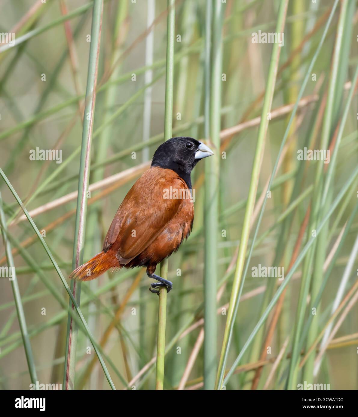 Chestnut munia ist ein kleiner, geselliger Vogel, der sich hauptsächlich mit Getreide und anderen Samen ernährt. Es ist häufig Grünland und Anbau. Stockfoto