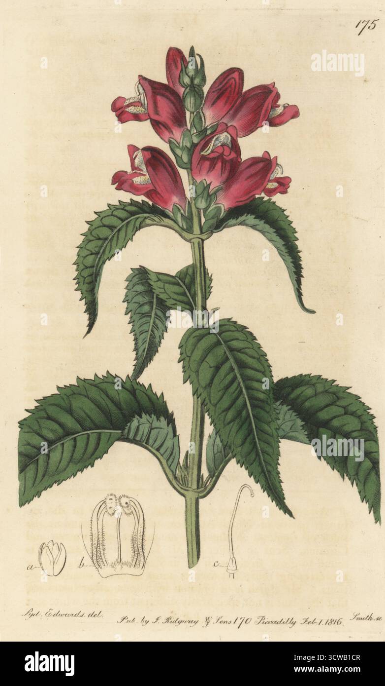 Roter Turtlehead, roter Turtlehead, rosa Turtlehead oder violetter Chelon, Chelone obliqua. In Nordamerika beheimatet. Handkolorierter Kupferstich von P.W. Smith nach einer botanischen Illustration von Sydenham Edwards aus seinem eigenen Botanical Register, J. Ridgeway, London, 1816. Stockfoto