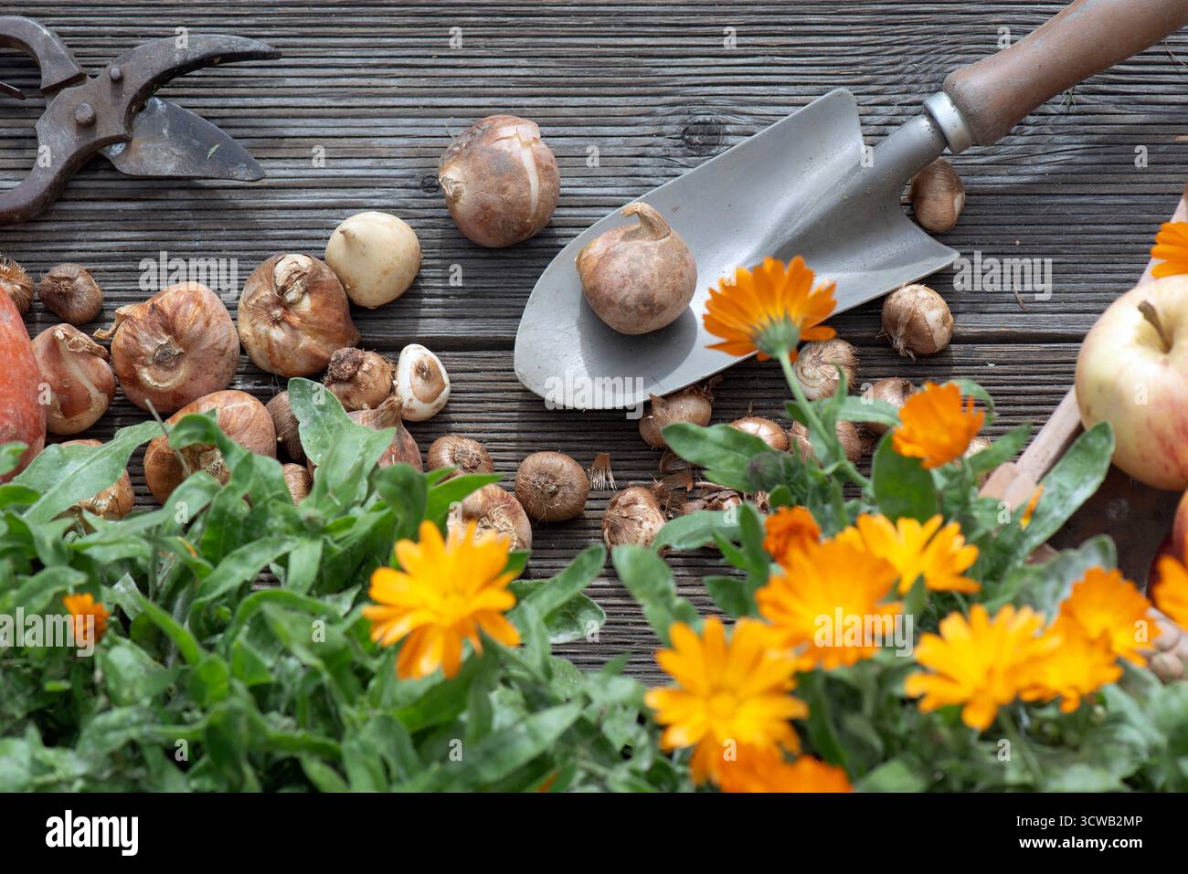 Sehen Sie direkt oben die orangefarbenen Blumen von Ringelblumen und Zwiebeln, die im Herbst auf eine kleine Schaufel auf einer Planke gelegt wurden Stockfoto