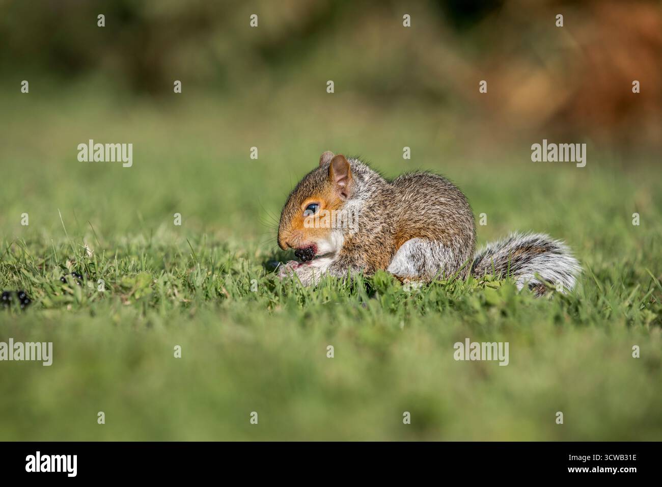 Graues Eichhörnchen; Sciurus carolinensis; Young Eating a Blackberry; UK Stockfoto
