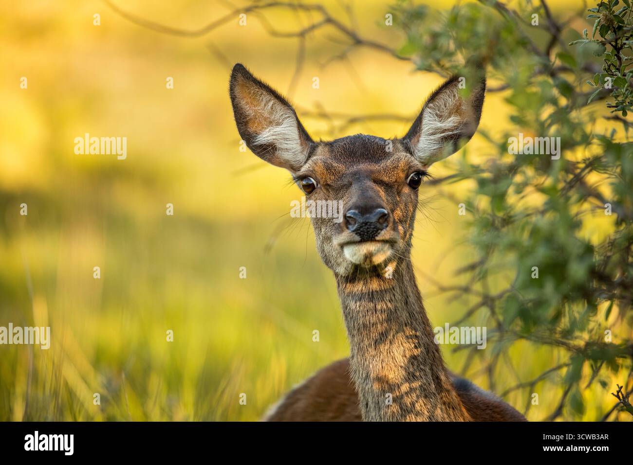 Rotwild; Cervus elaphus; Hind; UK Stockfoto