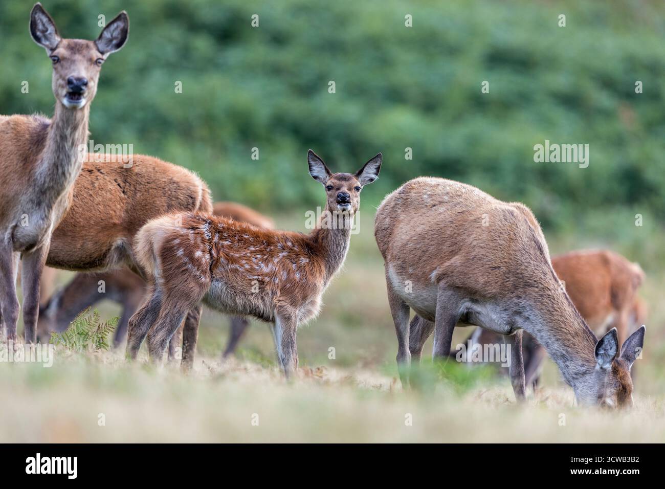 Red Deer; Cervus elaphus; Gruppe; Young; UK Stockfoto