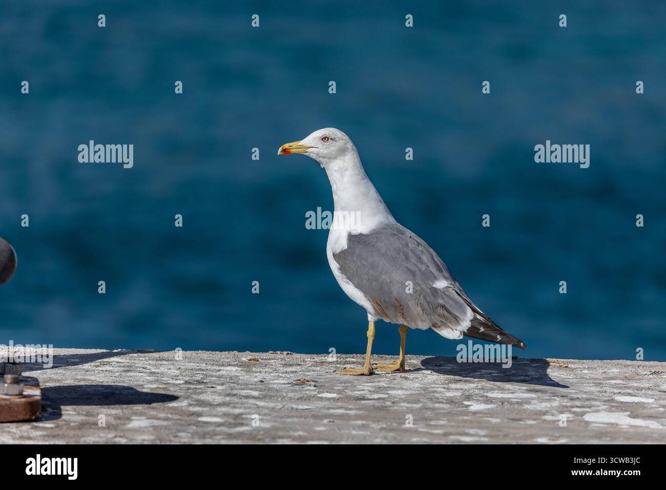 Gelbbeinmöwe; Larus michahellis; Kanarische Inseln; Spanien Stockfoto